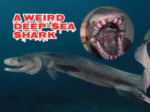 Weird Frilled Shark Reveals a Predator From Earth’s Deep Past